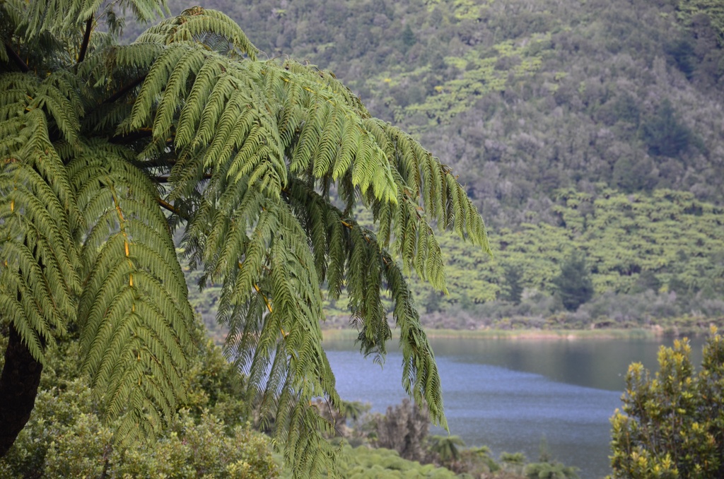 2017-03 New Zealand/Tarawera/DSC_0464.JPG